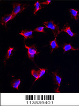 Nanos Homologue 1 (NANOS1) Antibody (C-term)