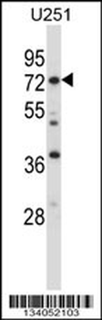 RDX Antibody (C-term)