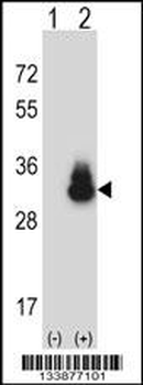 CEACAM3 Antibody (C-term)