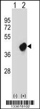 CRKL Antibody (N-term)