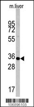 CASP6 Antibody (C-term)