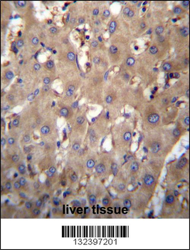 SEC63 Antibody (N-term)