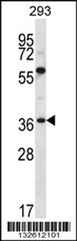 NPTN Antibody (N-term)