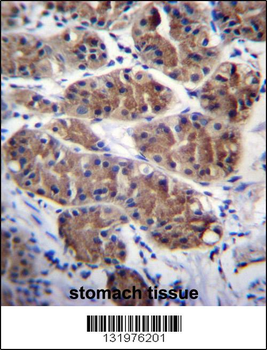 PCDHGC5 Antibody (Center)