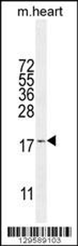 SNR27 Antibody (Center)