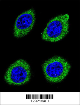 HSD11B1L Antibody (C-term)
