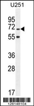 TNIP1 Antibody (C-term)