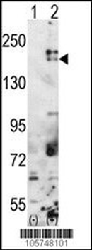 SETDB1 Antibody (C-term)