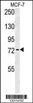 RICH2 Antibody (C-term)