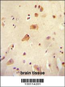 RICH2 Antibody (C-term)