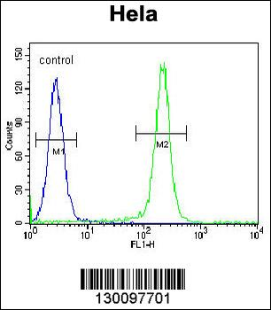 FNIP2 Antibody (C-term)