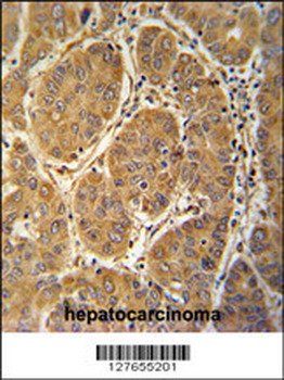MCEE Antibody (C-term)