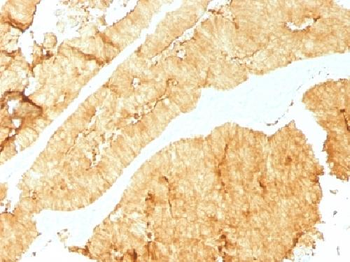 Villin Antibody