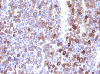 Moesin Antibody