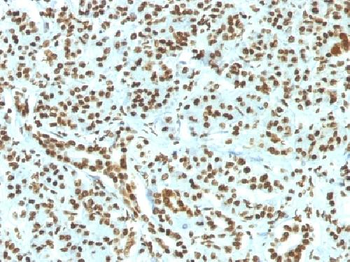 Histone H1 (Nuclear Marker) Antibody