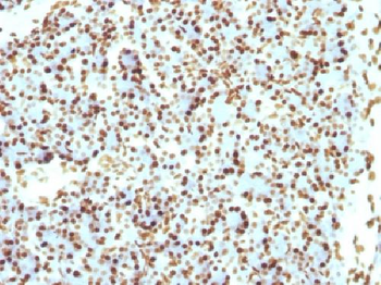 Histone H1 (Nuclear Marker) Antibody