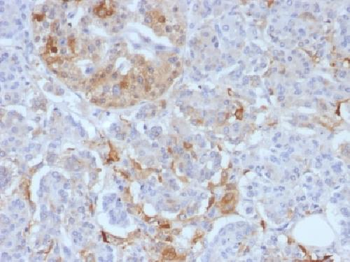 Ferritin, Light Chain (FTL) (Microglia Marker) Antibody