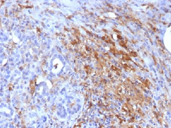 Ferritin, Light Chain (FTL) (Microglia Marker) Antibody