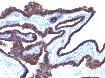 Cytokeratin 8/18 Antibody - With BSA and Azide