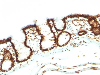 Nuclear Antigen (Pan-Nuclear Marker) Antibody - With BSA and Azide
