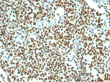 Nuclear Antigen (Pan-Nuclear Marker) Antibody - With BSA and Azide
