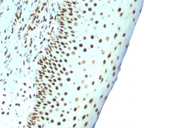 Nuclear Antigen (Pan-Nuclear Marker) Antibody - With BSA and Azide