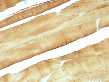 Actin, Muscle Specific (Muscle Cell Marker) Antibody - With BSA and Azide