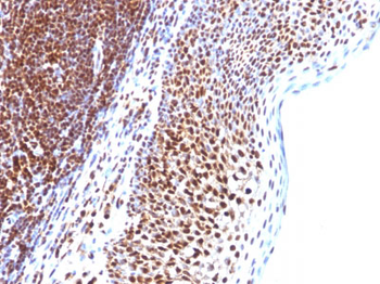 SUMO-1 Antibody - With BSA and Azide