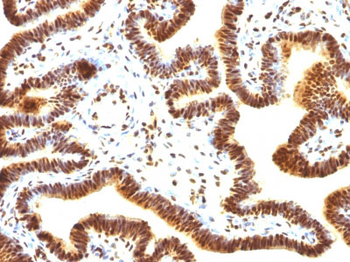 SUMO-1 Antibody - With BSA and Azide