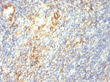 Transglutaminase II (TGM2) Antibody - With BSA and Azide