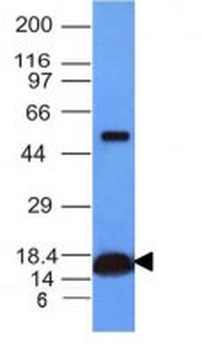 Cytochrome C (Mitochondrial Marker) Antibody - With BSA and Azide