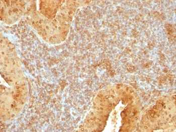 Cytochrome C (Mitochondrial Marker) Antibody - With BSA and Azide