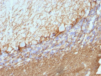 Neurofilament, phospho (NF-H) (Neuronal Marker) Antibody - With BSA and Azide