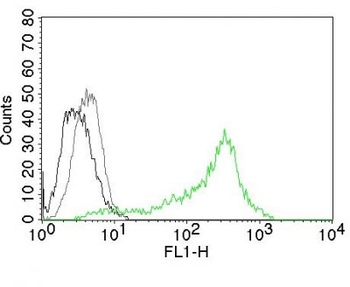 Nucleolin (Marker of Human Cells) Antibody - With BSA and Azide