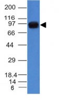 Nucleolin (Marker of Human Cells) Antibody - With BSA and Azide