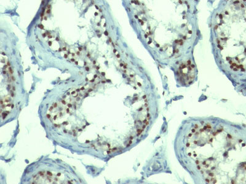 Nucleolin (Marker of Human Cells) Antibody - With BSA and Azide
