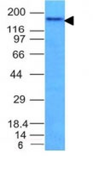 CD56 / NCAM1 / NKH1 (Neuronal Cell Marker) Antibody - With BSA and Azide