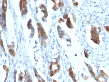 MUC5AC (Mucin 5AC / Gastric Mucin) Antibody - With BSA and Azide