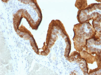 MUC1 / EMA / CD227 (Epithelial Marker) Antibody - With BSA and Azide
