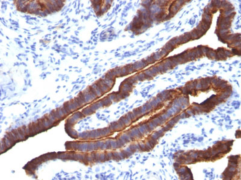 MUC1 / EMA / CD227 (Epithelial Marker) Antibody - With BSA and Azide