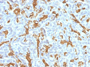 Cytokeratin 19 (KRT19) (Pancreatic Stem Cell Marker) Antibody - With BSA and Azide