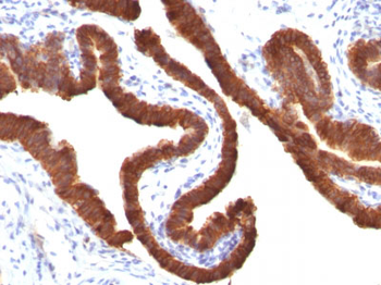 Cytokeratin 19 (KRT19) (Pancreatic Stem Cell Marker) Antibody - With BSA and Azide