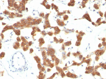 Cytokeratin 18 (KRT18) Antibody - With BSA and Azide