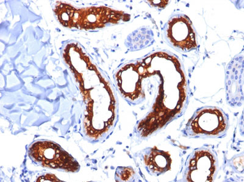 Cytokeratin 18 (KRT18) Antibody - With BSA and Azide