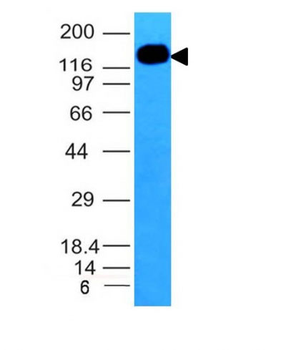 CD50 / ICAM-3 Antibody - With BSA and Azide