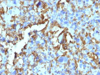 HLA-DRB (MHC II) Antibody - With BSA and Azide