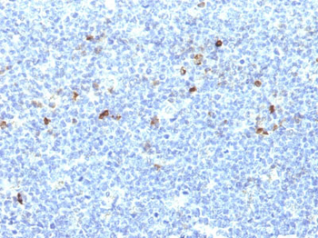 HLA-Aw32 & HLA-A25 (MHC I) Antibody - With BSA and Azide