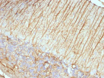 GFAP (Astrocyte & Neural Stem Cell Marker) Antibody - With BSA and Azide