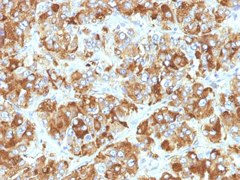 Chromogranin A / CHGA (Neuroendocrine Marker) Antibody - With BSA and Azide