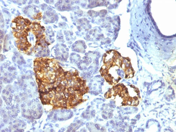 Chromogranin A / CHGA (Neuroendocrine Marker) Antibody - With BSA and Azide